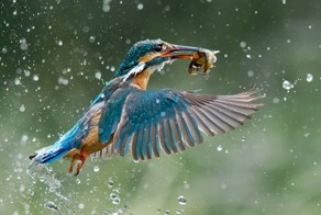 Победители фотоконкурса B&H Wilderness Photo Competition 2014