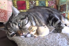 Удивительные кадры кота с цыпленком