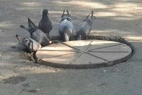 Голуби у канализационного люка.