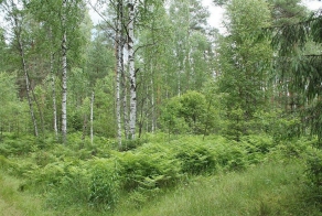 Летние прогулки в поисках грибов
