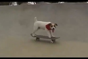 Любительское видео с забавными ситуациями