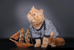 Морской котик