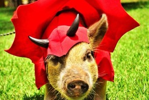 Свинья Хамон в инстаграм