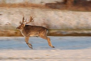 Если у животных не было бы шеи))