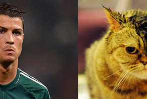 Футболисты очень похожи на котов