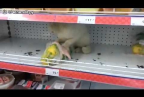 Кошка в супермаркете