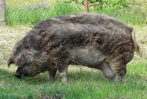 Мангалица – свинья в овечьей шкуре