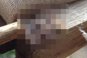 Пушистый гость