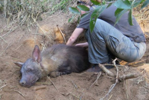 Гиена родила двух щенят, попав в капкан
