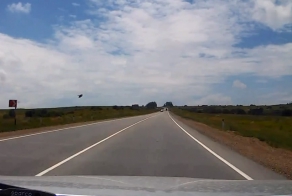 Cтолкновение ястреба с автомобилем