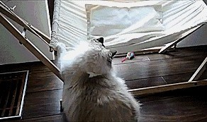 Ты выиграл этот бой, гамак, но не эту войну!