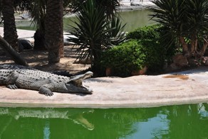 Заповедник крокодилов на острове Джерба: рай для рептилий (Тунис)