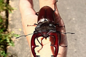 Редкий жучара