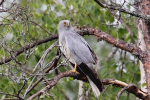 Полевой лунь.