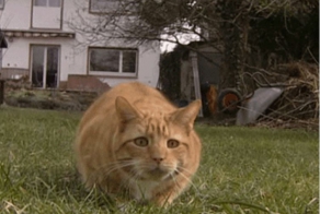 Умилительные виляния кошек