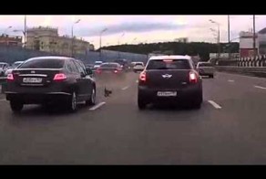 Разъездились! 