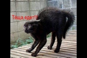 Теща едет - смотрите не пожалеете.