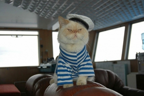 Петербургский кот Матрос