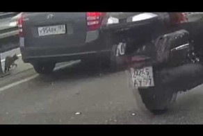 Кошка устроила ДТП и скрылась