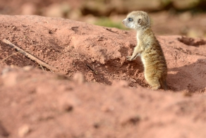 Первые шаги