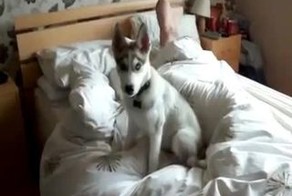 Подборка роликов от 27.11.2012