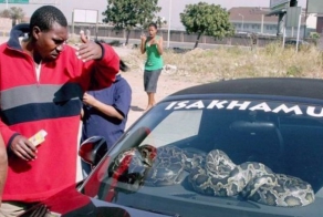 Только в Африке