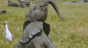 Несколько забавных GIF про братьев наших меньших. Часть VI