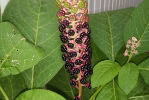 Выросло под забором. Самостоятельно.