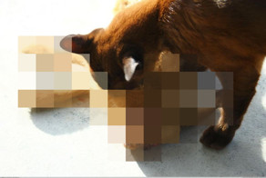 Кот принес добычу