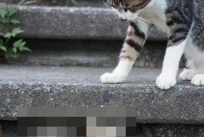 Скрываясь от мамы