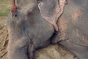 Слон заплакал после освобождения от державших его 50 лет цепей