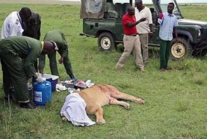 Спасение кенийской львицы после серьёзного ранения буйволом.