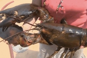 15 животных, которые старше, чем ваши бабушка и дедушка