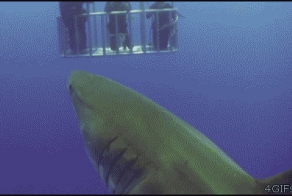 Хулиганы из мира животных