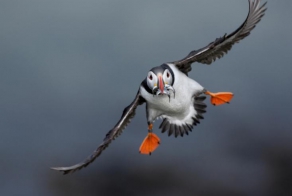 Лучшие фотографии National Geographic за июнь