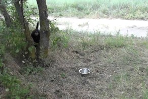 Собака погналась за белкой