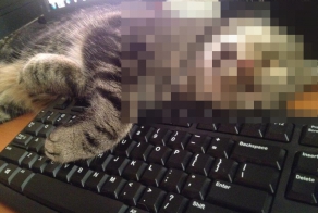 Сходил поужинать