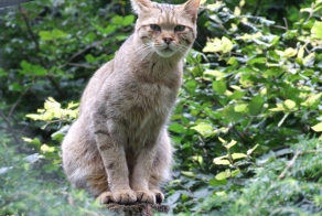 Кот Баюн - Лесной кот