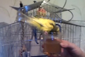 Попугай Алкоголик пьет пиво