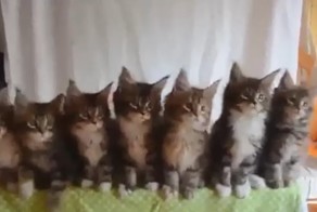 Тестирование рефлексов кошек