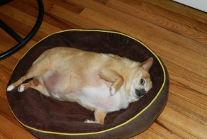 Прости, но тебе нужно похудеть