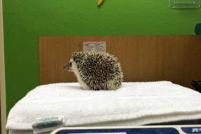 Как ежа к стоматологу водили