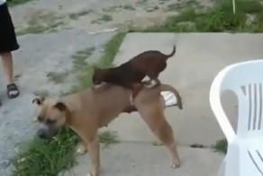 Мал да удал))Dog sex, funny))