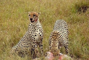 Короткая дружба хищников со своей жертвой