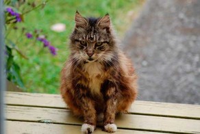 Кошки - гордые животные