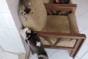 Первое знакомство щенка и котенка