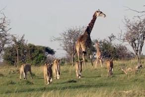 Жираф отгоняет голодных львов от своего детеныша