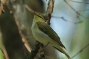 Пеночка-трещотка/Phylloscopus sibilatrix.Птицы Ленинградской области.