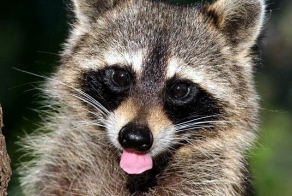 Немного о енотах