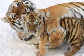 Тащь ст. лейтенант, тут эта! Тигр стоит...